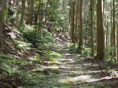 P9250027.jpg (144.79 KiB) 閲覧された回数 7216 回 櫃坂道