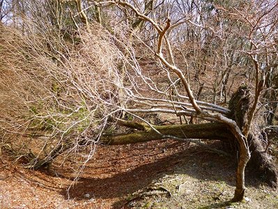 見たまんま倒木