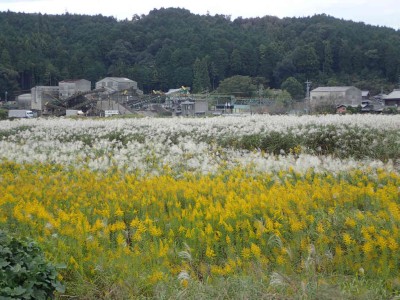 PA240046.jpg (98.69 KiB) 閲覧された回数 7795 回 ススキとセイタカアワダチソウのせめぎ合い