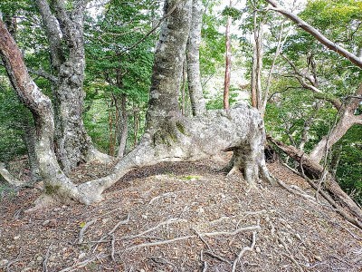 2024-10-11_13-27-50~2.jpg (317.84 KiB) 閲覧された回数 5929 回 仲の良い象の親子に見えました