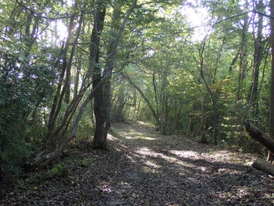 気持ちの良い道