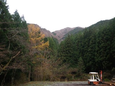 蓮小学校跡地、カラマツが黄葉している。