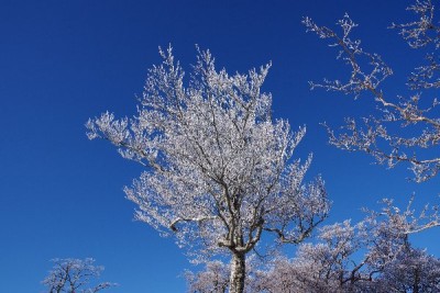 IMGP1195.JPG (71.5 KiB) 閲覧された回数 5326 回 最高の青空霧氷