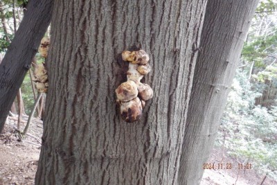 DSCF3280@.JPG (146.17 KiB) 閲覧された回数 6911 回 キノコ