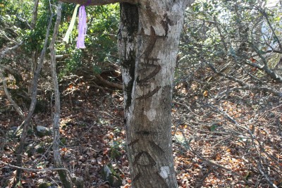 20081220_1068.jpg (582.91 KiB) 閲覧された回数 4068 回 ザラノ