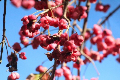 IMG_0252.jpg (338.06 KiB) 閲覧された回数 4070 回 マユミ