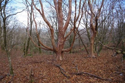 おばけヒメシャラ