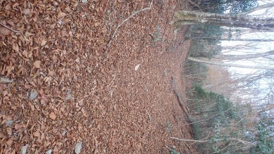 PC040392.jpg (232.34 KiB) 閲覧された回数 5601 回 落ち葉に埋まる林道