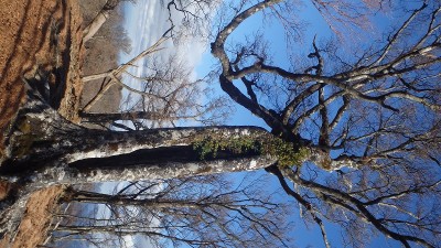 PC040429.jpg (228 KiB) 閲覧された回数 5601 回 シンボルブナ