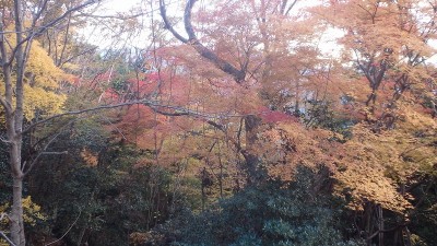 PC040438.jpg (206.09 KiB) 閲覧された回数 5601 回 八知林道沿いの黄葉