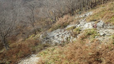 この辺りから右の斜面に取り付いたのですが…