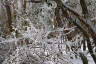 IMGP3778.JPG (116.01 KiB) 閲覧された回数 12535 回 トゲトゲ霧氷