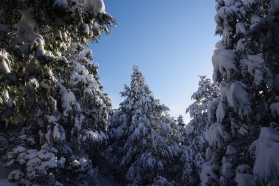 IMGP4139.JPG (146.33 KiB) 閲覧された回数 2928 回 針葉樹林への着雪