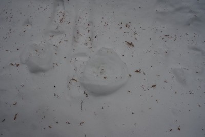 IMGP4365.JPG (53 KiB) 閲覧された回数 2951 回 崩れたバームクーヘン