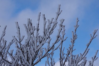 IMGP4608.JPG (97.1 KiB) 閲覧された回数 3601 回 諦めていた霧氷がお出まし