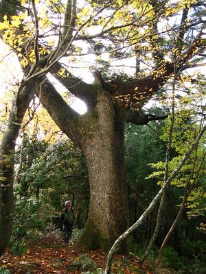 IMG_1250.jpg (321.73 KiB) 閲覧された回数 2963 回 樅