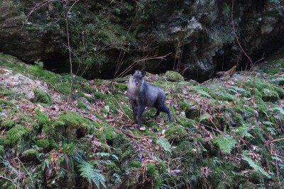 対岸のカモシカ