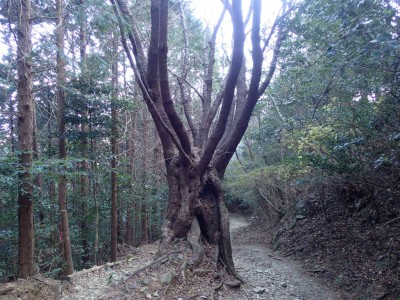 P1010015.jpg (120.61 KiB) 閲覧された回数 2669 回 ヤマザクラの大木