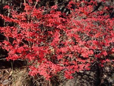 P1010047.jpg (168.23 KiB) 閲覧された回数 2669 回 こんな紅葉も