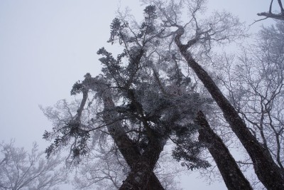 天女の頂の霧氷