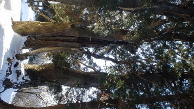 P1050556.jpg (202.04 KiB) 閲覧された回数 6695 回 巨杉