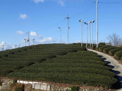 P1080031.jpg (86.35 KiB) 閲覧された回数 3023 回 茶畑