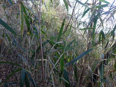 P1080047.jpg (128.48 KiB) 閲覧された回数 3023 回 たまにはやぶこぎも