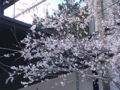 P1080051.jpg (111.56 KiB) 閲覧された回数 3029 回 季節外れのサクラ