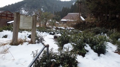 P1140612.jpg (163.71 KiB) 閲覧された回数 6028 回 政所の記念茶樹