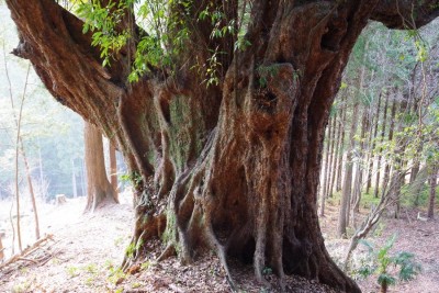 IMGP0579.JPG (206.8 KiB) 閲覧された回数 13163 回 青田の大カシ