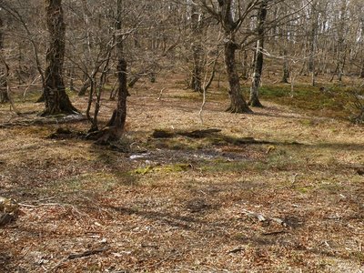 ヤミナベのヌタ場もうす氷。
