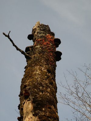 ムキタケの幼菌は出ているけど・・・。