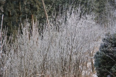 IMGP0922.JPG (254.17 KiB) 閲覧された回数 6133 回 こんな樹形の霧氷は初めて