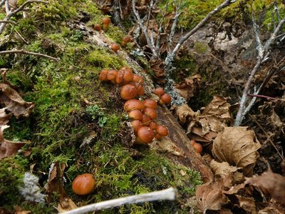 １１月５日の幼菌。こんなのは採らない（美味しくない）。