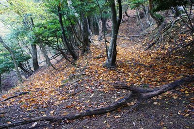 DSC04860.jpg (267.66 KiB) 閲覧された回数 12184 回 巻き道分岐