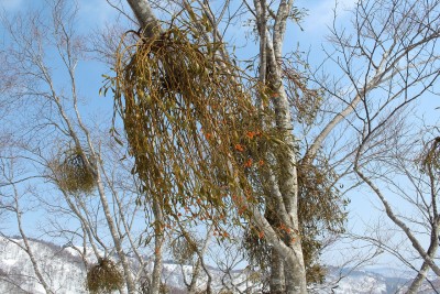 宿り木 実はおいしいらしい…