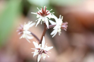 20090405_1094.jpg (41.54 KiB) 閲覧された回数 2256 回 セリバオウレン