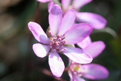 20090405_1330.jpg (160.93 KiB) 閲覧された回数 2254 回 ユキワリソウ