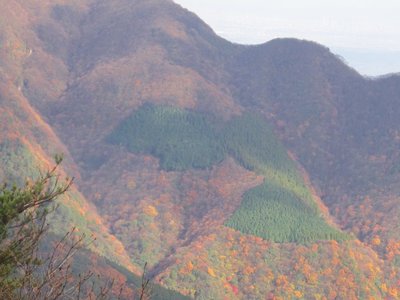 絵でも描いたの雲母の植林