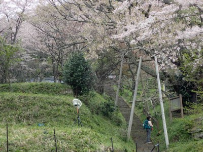 仏隆寺の千年桜