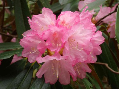 P4180065.jpg (47.79 KiB) 閲覧された回数 1913 回 シャクナゲ