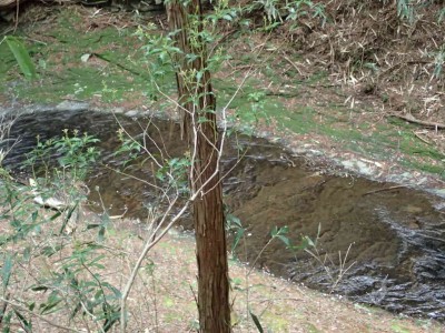 P4220039.jpg (108.1 KiB) 閲覧された回数 1713 回 ナメ