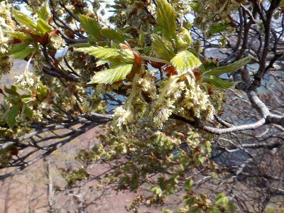 ブナの花。初めて見た気がする。