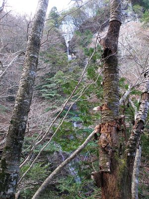右岸から見る大滝