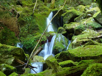 P5080045.jpg (115.68 KiB) 閲覧された回数 1548 回 緑の苔の間を水が流れる