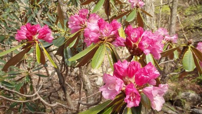 P5080075.jpg (187.1 KiB) 閲覧された回数 2614 回 シャクナゲ