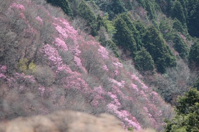 アケボノツツジ