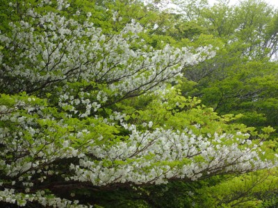 満開のシロヤシオ