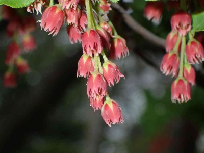 ベニドウダンツツジ