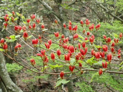 P5150057.jpg (102.47 KiB) 閲覧された回数 2091 回 ヤマツツジ